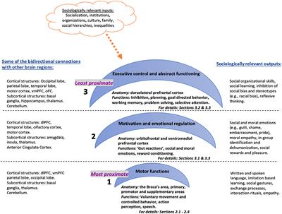 Frontiers Opening The Black Box Functions Of The Frontal Lobes And